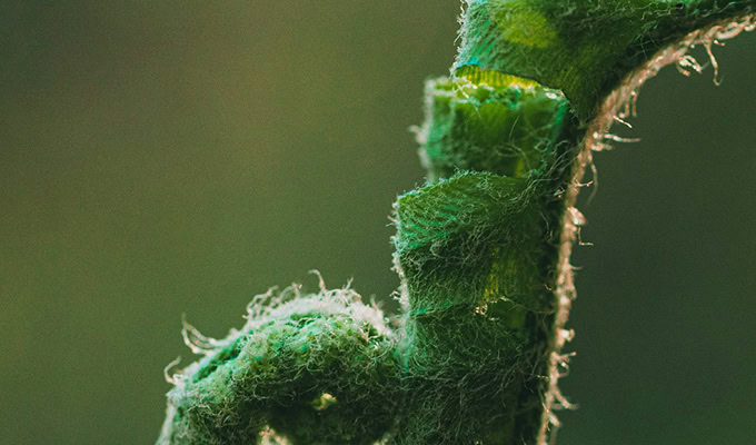 Close-up of a green plant stem with a fuzzy, hairy texture and a curled, spiraling shape, capturing nature's intricate design. This image embodies the essence of sustainability against a blurred green background.